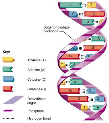 Human Genome